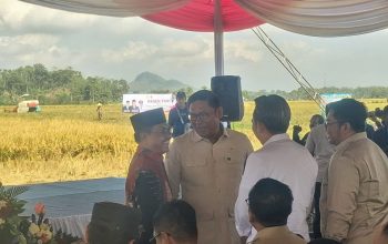 Wakil Menteri Pertanian Sudaryono bersama Bupati Jember Gus Fawait panen padi bareng petani Desa Suka Makmur, Jumat (11/7/2025).