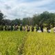 Babinsa Koramil 1022-03/Kusan Hulu bersama penyuluh pertanian dan kelompok tani saat panen padi demplot di Desa Karang Mulya, Kecamatan Kusan Hulu.