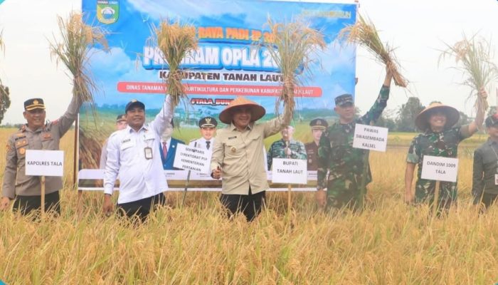 Bupati Tanah Laut Pimpin Panen Padi IP 200 dan Tanam IP 300, Targetkan Tiga Kali Panen