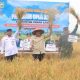 Bupati Tanah Laut H. Rahmat Trianto memimpin panen padi IP 200 sekaligus penanaman padi IP 300 di Desa Tambak Karya, Kecamatan Kurau, Selasa (12/8/2025), didampingi pejabat Kementerian Pertanian RI dan Forkopimda.