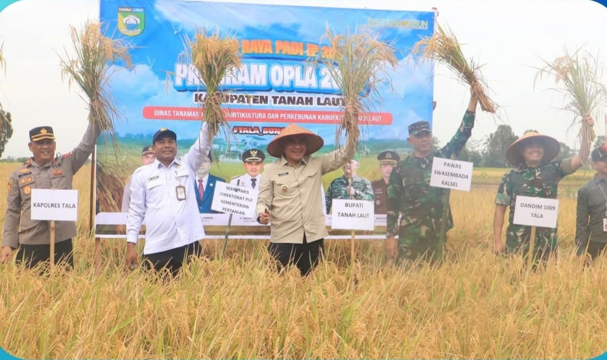 Bupati Tanah Laut H. Rahmat Trianto memimpin panen padi IP 200 sekaligus penanaman padi IP 300 di Desa Tambak Karya, Kecamatan Kurau, Selasa (12/8/2025), didampingi pejabat Kementerian Pertanian RI dan Forkopimda.