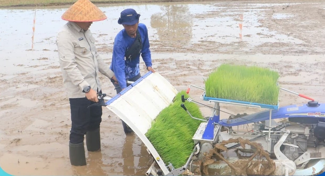 Bupati Tanah Laut H. Rahmat Trianto saat melakukan penanaman padi IP 300 di Desa Tambak Karya, Kecamatan Kurau, Selasa (12/8/2025)