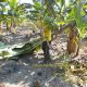 Petani Kelompok Berkah Tani saat panen perdana pisang di Desa Kartamulia, Sukamara, Kamis (31/7/2025).