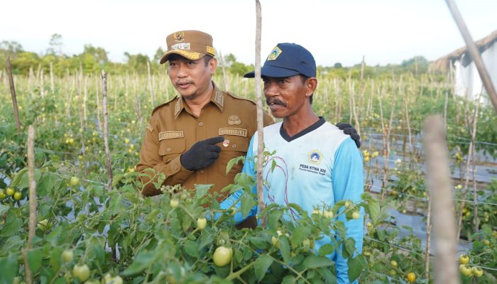 Semangat Petani Kartamulia di Balik Gerakan Tanam Cabai Cepat Panen