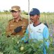 Petani Desa Kartamulia menanam bibit cabai bersama Bupati Sukamara H. Masduki dalam Gerakan Tanam Cepat Panen.