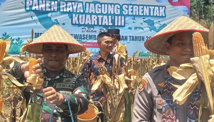 Polsek Hampang Gelar Panen Raya Jagung, Hasilkan 40 Ton