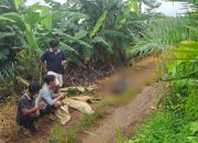 Pria Ditemukan Tewas Berlumuran Darah di Bajuin, Diduga Korban Pembunuhan