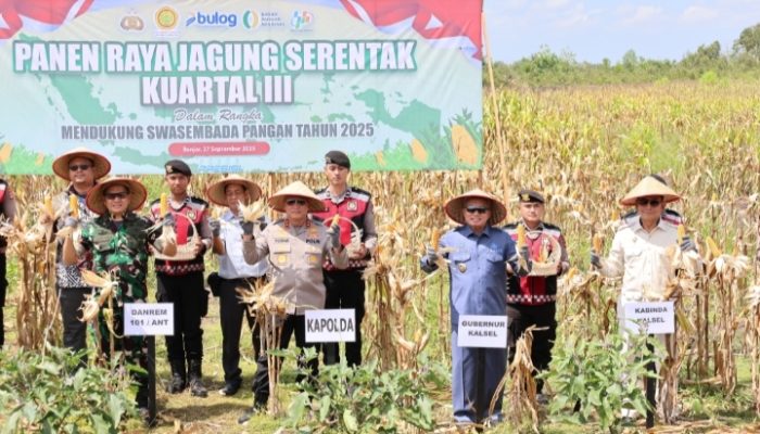 Polda Kalsel Panen 1.000 Ton Jagung dari Lahan Gambut, Dukung Swasembada Pangan Nasional