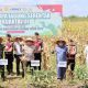 Kapolda Kalsel Irjen Pol Rosyanto Yudha Hermawan bersama Gubernur Kalimantan Selatan memanen jagung perdana di lahan gambut Sei Tabuk sebagai bagian dari program ketahanan pangan nasional.