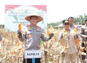 Panen Raya Jagung di Pulang Pisau, Kapolda Kalteng Dorong Ketahanan Pangan Nasional