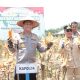 Kapolda Kalteng Irjen Pol Iwan Kurniawan dan Gubernur H. Agustiar Sabran ikut memanen jagung bersama petani di Pulang Pisau, Sabtu (27/9/2025).