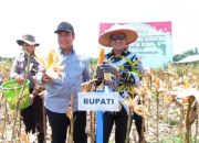 Bupati Pulang Pisau Hadiri Panen Jagung Serentak, Dorong Kemandirian Pangan