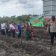 Ket Foto : Kapolsek Timpah Iptu Sugeng Prayetno beserta jajaran dan perangkat desa, BUMDes Aruk saat meninjau lahan penanaman jagung.