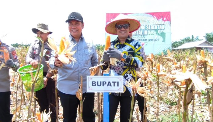 Panen Raya Jagung Pulang Pisau Jadi Angin Segar Ekonomi Petani, Pemerintah Pastikan Produksi Terus Berlanjut