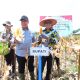 Bupati Pulang Pisau H. Ahmad Rifa’i dan Kapolda Kalteng Irjen Pol Iwan Kurniawan turun langsung ke lahan panen, memberikan semangat kepada petani agar produksi jagung terus meningkat