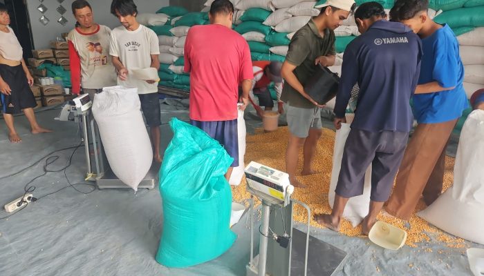 Sukses! Petani Hampang Pasarkan 19,5 Ton Jagung ke Bulog Batulicin Berkat Sinergi dengan Polres Kotabaru
