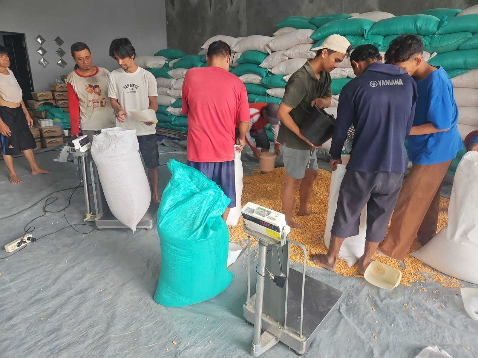 Petugas Bulog melakukan proses penimbangan jagung hasil panen Kelompok Tani Rukun Makmur, Kecamatan Hampang, Kotabaru, sebelum dikemas dan dikirim ke Gudang Bulog Batulicin, Tanah Bumbu, Jumat (3/10/2025).