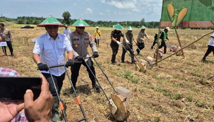 Forkopimda Tanah Laut Kompak Tanam Jagung Serentak, Wujud Nyata Dukung Swasembada Pangan Nasional