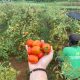 Warga binaan Lapas Batulicin bersama petugas memanen sayuran hasil pembinaan pertanian di lahan perkebunan.