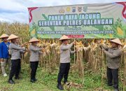 Polres Balangan Panen Raya Jagung Serentak Dukung Ketahanan Pangan Nasional