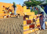 Monaroh Tempuh 2 Kilometer Setiap Hari Demi Memberi Makan Kucing Liar di Pelaihari