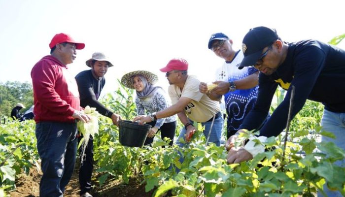 Pemprov Kalsel Gelar Panen Perdana di Bukit Merangkul