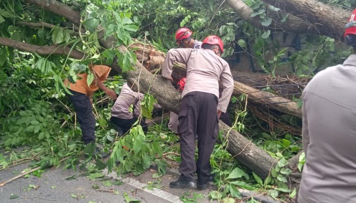 Dua Orang Tewas Tertimpa Pohon Trembesi yang Roboh di Sleman