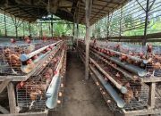 PT Sungai Rangit dan BUMDes Sumber Mukti Kolaborasi Kembangkan Budidaya Ayam Petelur