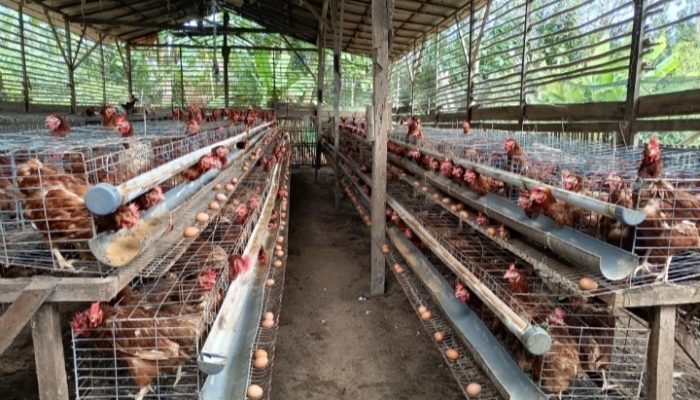 PT Sungai Rangit dan BUMDes Sumber Mukti Kolaborasi Kembangkan Budidaya Ayam Petelur