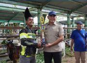 Pasar Hewan Pelaihari Bangkit, Kontes Kambing Kalsel Jadi Pemacu Ekonomi Peternak