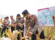 Wakapolres Kotabaru memimpin panen jagung di Pulau Laut Timur didampingi perangkat desa dan tokoh masyarakat.
