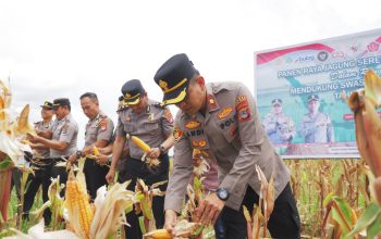 Wakapolres Kotabaru memimpin panen jagung di Pulau Laut Timur didampingi perangkat desa dan tokoh masyarakat.
