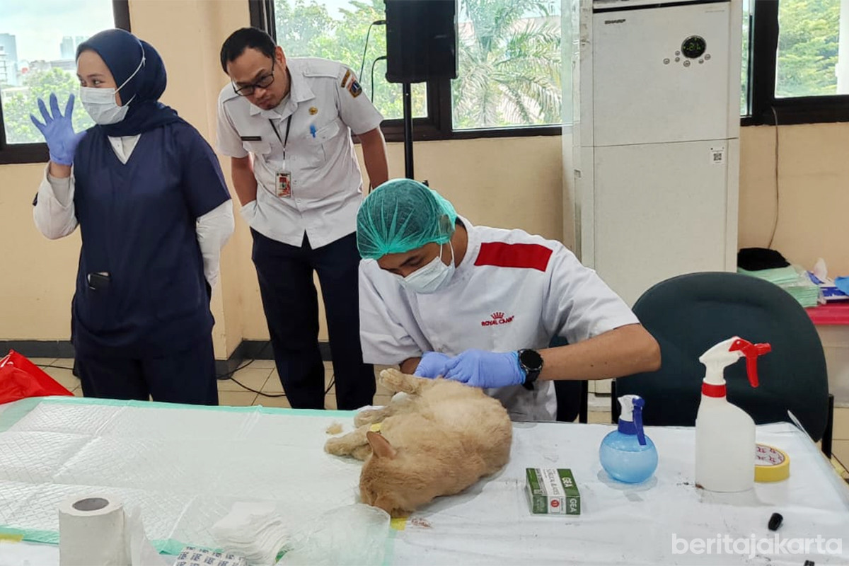 Petugas KPKP Jakarta Barat mensterilisasi kucing milik warga dalam program sterilisasi gratis di Kecamatan Kebon Jeruk.