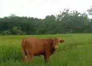 Sapi Lepas Rusak Kebun Warga Tanah Laut, Petani Mengeluh