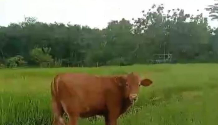 Sapi Lepas Rusak Kebun Warga Tanah Laut, Petani Mengeluh