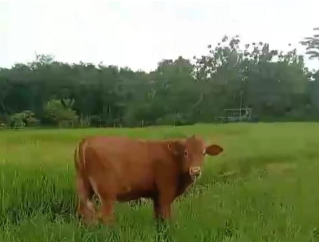 Sapi lepas merusak tanaman kebun warga di Desa Telaga Tanah Laut Kalimantan Selatan
