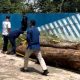 Polisi mengamankan kayu sonokeling ilegal hasil pembalakan liar di kawasan Taman Nasional Gunung Ciremai, Kabupaten Kuningan.