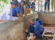 Buaya Rawa Dua Meter di Majalengka Dievakuasi Damkar, Pemilik Khawatir Membahayakan