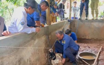 Petugas Damkar Kabupaten Majalengka mengevakuasi buaya rawa berukuran dua meter dari kolam milik warga Desa Kulur