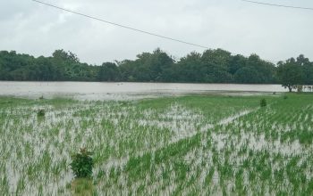 Lahan persawahan di Desa Pangkalan Pari, Majalengka, terendam banjir akibat luapan Sungai Cimanuk.