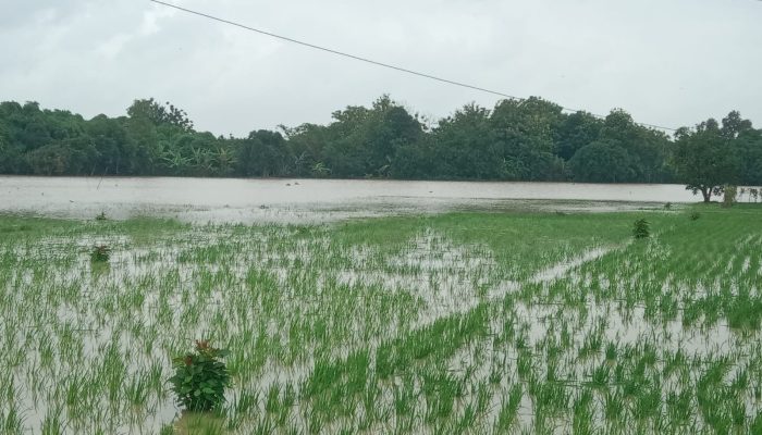 Banjir Rendam 20 Hektare Sawah di Majalengka, Petani Terancam Gagal Panen