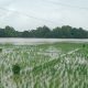Lahan persawahan di Desa Pangkalan Pari, Majalengka, terendam banjir akibat luapan Sungai Cimanuk.