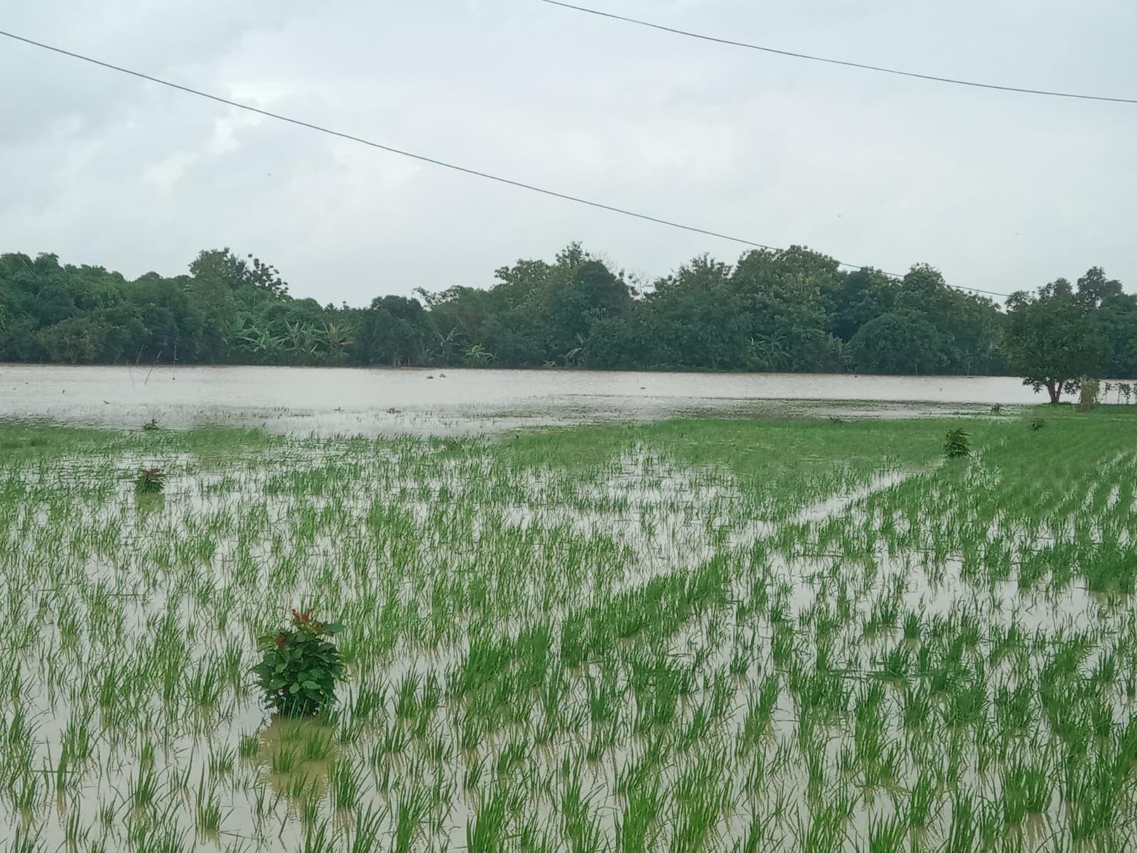 Lahan persawahan di Desa Pangkalan Pari, Majalengka, terendam banjir akibat luapan Sungai Cimanuk.