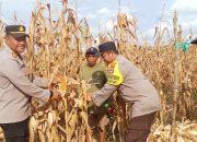 Polsek Bati-Bati Dampingi Panen Jagung 15 Ton di Desa Bentok Kampung