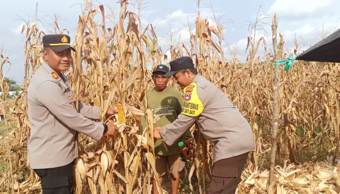Polsek Bati-Bati Dampingi Panen Jagung 15 Ton di Desa Bentok Kampung
