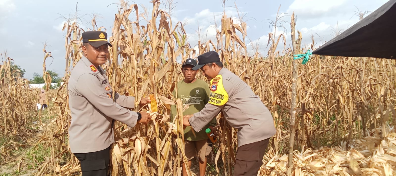 Panen jagung petani Desa Bentok Kampung Tanah Laut didampingi Polsek Bati-Bati