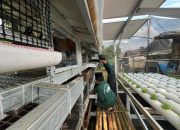 Inovasi Pertanian Terintegrasi Diterapkan di Pesantren Bogor, Gabungkan Pangan dan Energi Terbarukan