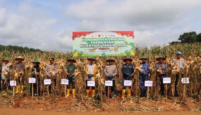 Panen Raya Jagung Serentak Digelar di Desa Ambungan