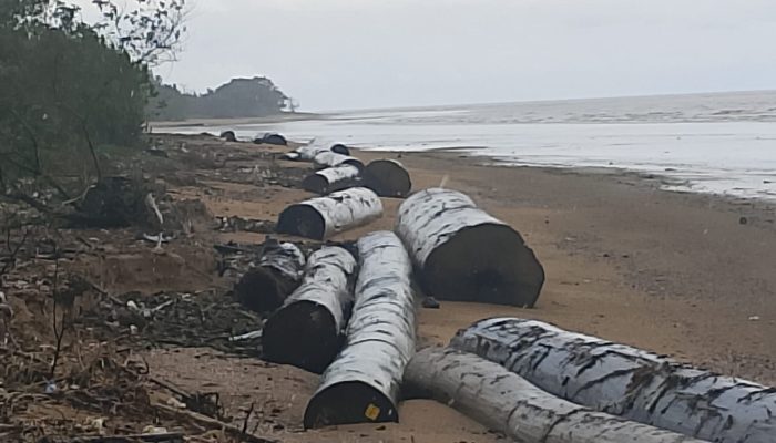 Puluhan Kayu Terdampar di Pantai Takisung, Diduga Jatuh dari Tongkang
