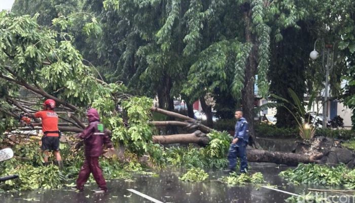 Hujan dan Angin Kencang Terjang Surabaya, Puluhan Pohon Tumbang